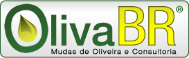 OlivaBR Mudas de Oliveira e Consultoria